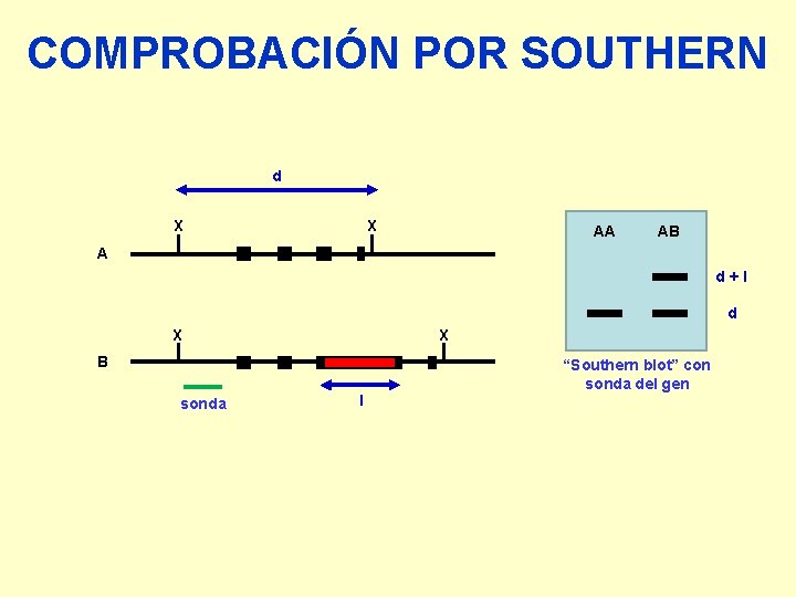 COMPROBACIÓN POR SOUTHERN d X X AA AB A d+l d X X B