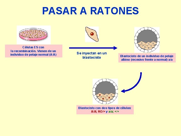 PASAR A RATONES Células ES con la recombinación. Vienen de un individuo de pelaje