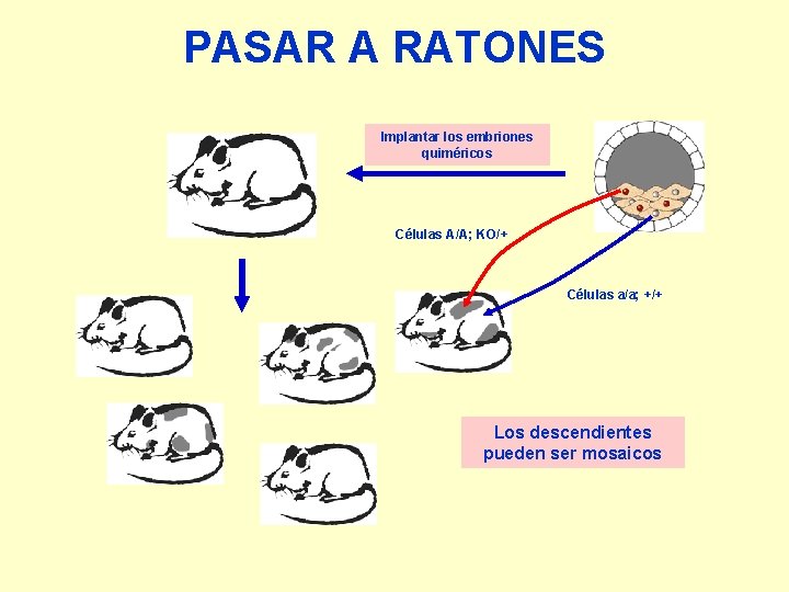 PASAR A RATONES Implantar los embriones quiméricos Células A/A; KO/+ Células a/a; +/+ Los