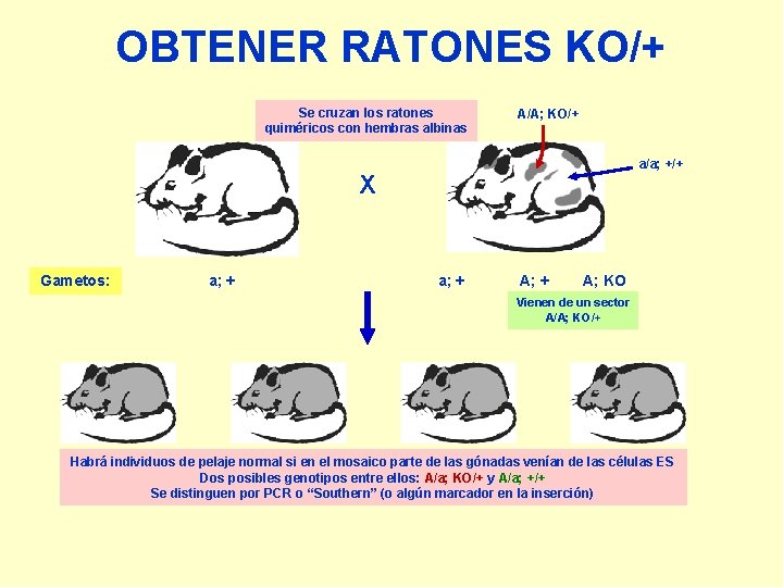 OBTENER RATONES KO/+ Se cruzan los ratones quiméricos con hembras albinas A/A; KO/+ a/a;