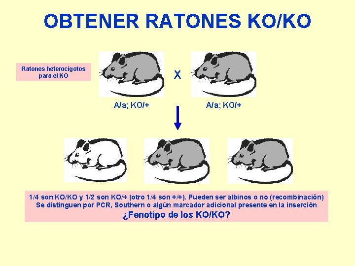 OBTENER RATONES KO/KO Ratones heterocigotos para el KO X A/a; KO/+ 1/4 son KO/KO