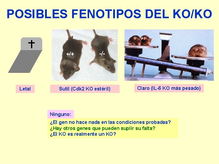 POSIBLES FENOTIPOS DEL KO/KO Letal Sutil (Cdk 2 KO estéril) Claro (IL-6 KO más