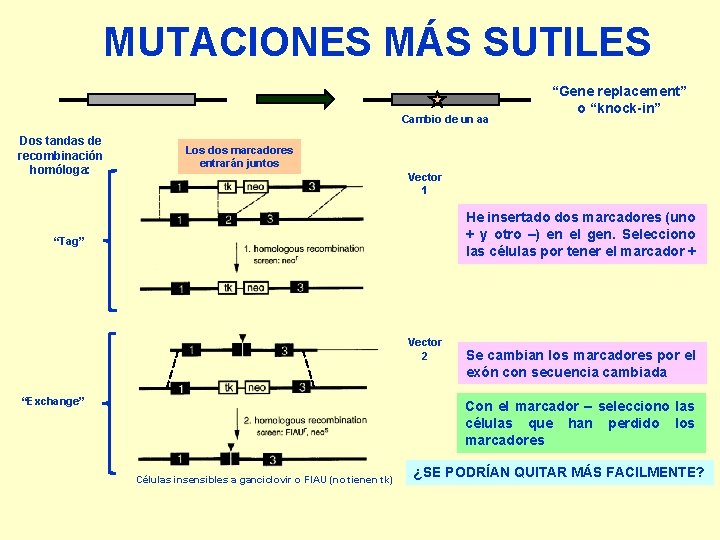 MUTACIONES MÁS SUTILES Cambio de un aa Dos tandas de recombinación homóloga: “Gene replacement”
