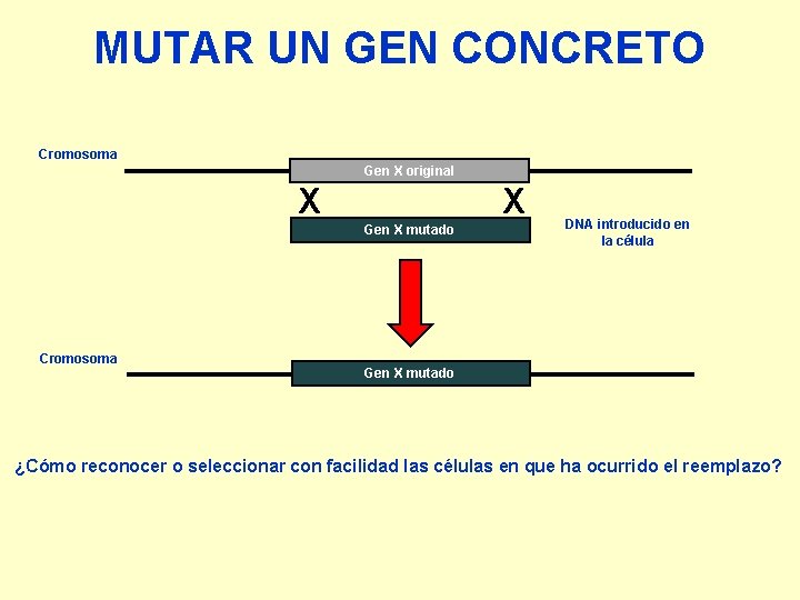 MUTAR UN GEN CONCRETO Cromosoma Gen X original X X Gen X mutado DNA