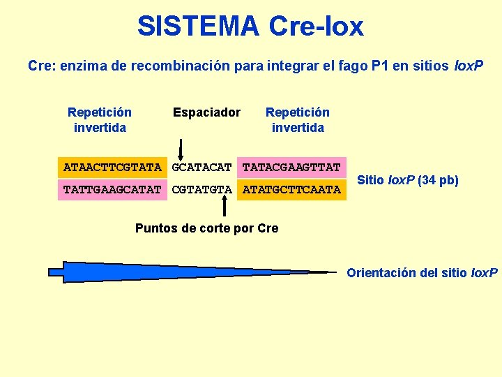 SISTEMA Cre-lox Cre: enzima de recombinación para integrar el fago P 1 en sitios