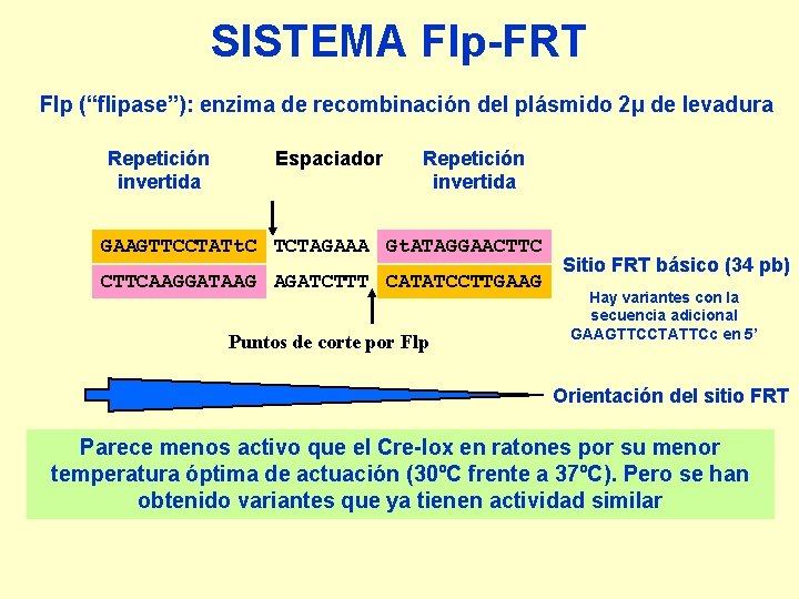 SISTEMA Flp-FRT Flp (“flipase”): enzima de recombinación del plásmido 2µ de levadura Repetición invertida