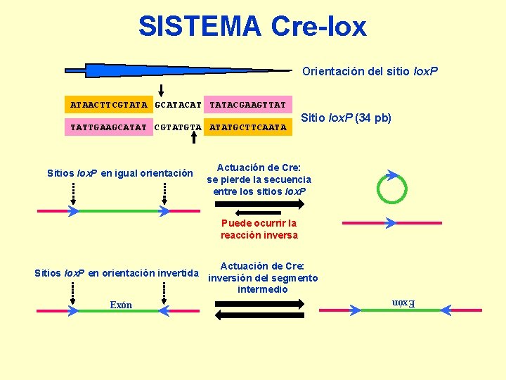 SISTEMA Cre-lox Orientación del sitio lox. P ATAACTTCGTATA GCATACAT TATACGAAGTTAT TATTGAAGCATAT CGTATGTA ATATGCTTCAATA Sitios