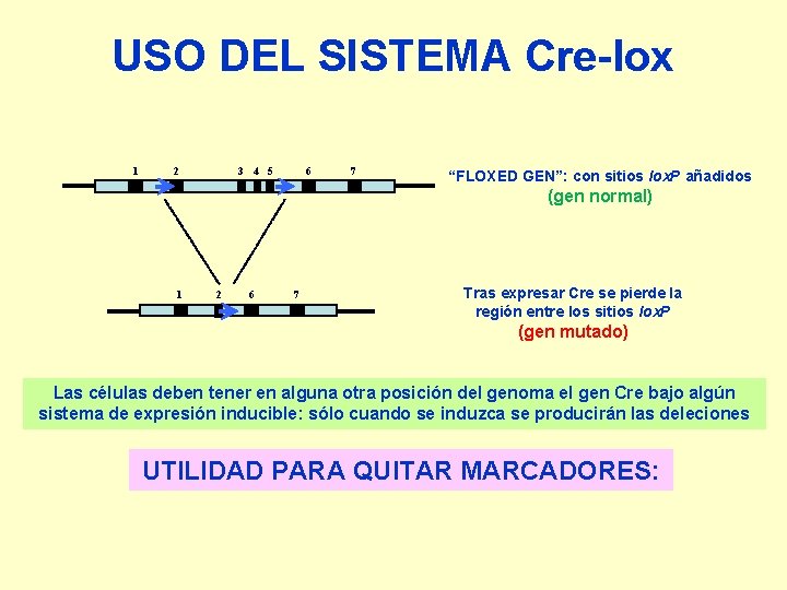 USO DEL SISTEMA Cre-lox 1 2 3 4 5 6 7 “FLOXED GEN”: con