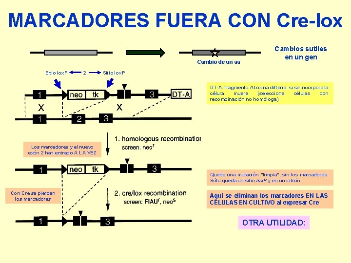 MARCADORES FUERA CON Cre-lox Cambio de un aa Sitio lox. P 2 Cambios sutiles