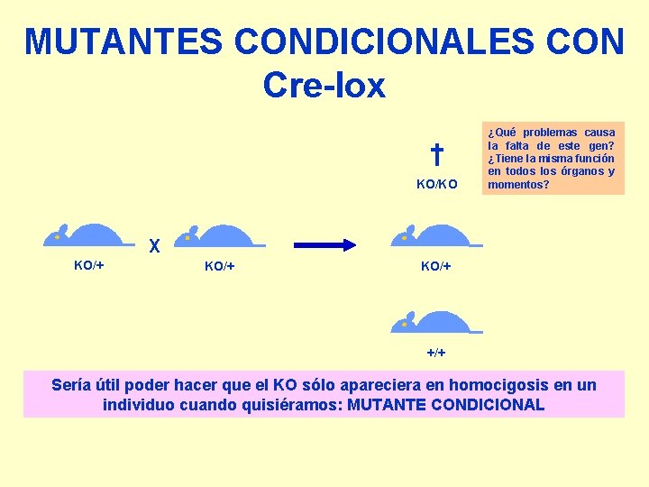 MUTANTES CONDICIONALES CON Cre-lox † KO/KO ¿Qué problemas causa la falta de este gen?