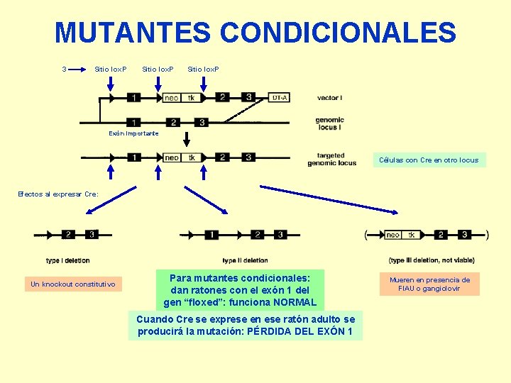 MUTANTES CONDICIONALES 3 Sitio lox. P Exón importante Células con Cre en otro locus