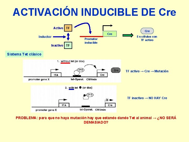 ACTIVACIÓN INDUCIBLE DE Cre Activo TF Inductor Inactivo TF Cre Promotor inducible Cre En