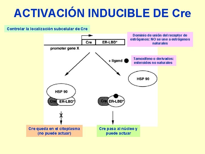 ACTIVACIÓN INDUCIBLE DE Cre Controlar la localización subcelular de Cre Dominio de unión del