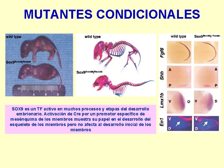 MUTANTES CONDICIONALES SOX 9 es un TF activo en muchos procesos y etapas del