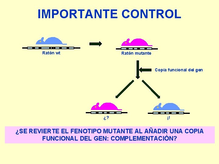 IMPORTANTE CONTROL Ratón wt Ratón mutante Copia funcional del gen ¿? ¡! ¿SE REVIERTE