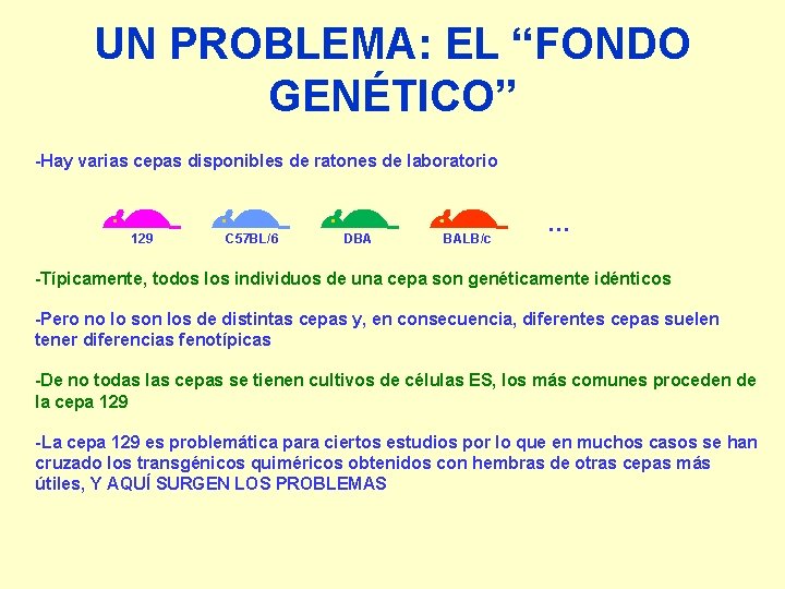 UN PROBLEMA: EL “FONDO GENÉTICO” -Hay varias cepas disponibles de ratones de laboratorio 129