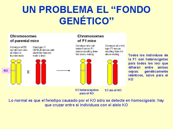 UN PROBLEMA EL “FONDO GENÉTICO” Todos los individuos de la F 1 son heterocigotos
