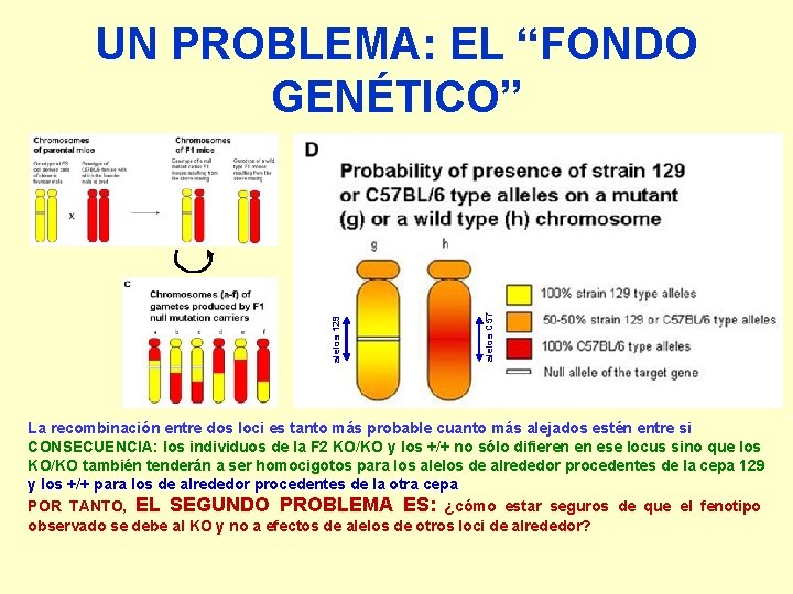 alelos C 57 alelos 129 UN PROBLEMA: EL “FONDO GENÉTICO” La recombinación entre dos