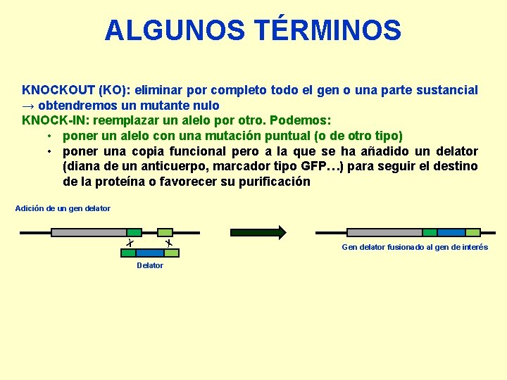 ALGUNOS TÉRMINOS KNOCKOUT (KO): eliminar por completo todo el gen o una parte sustancial