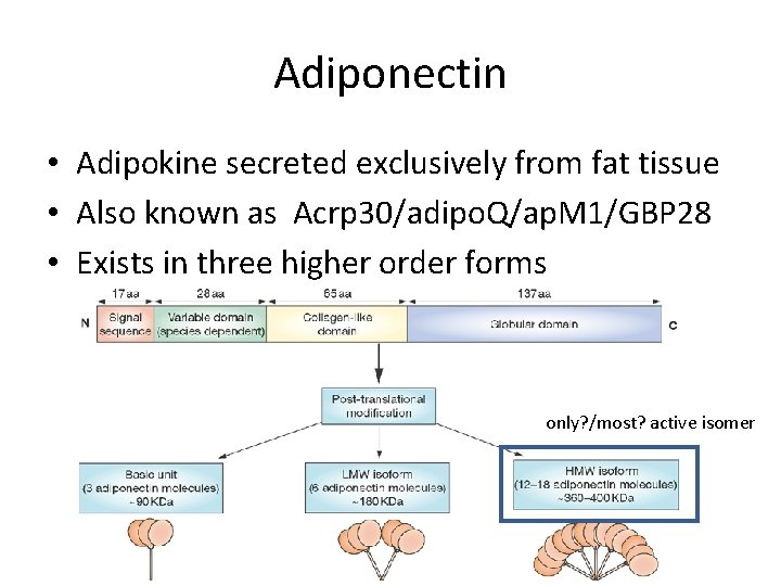 Adiponectin • Adipokine secreted exclusively from fat tissue • Also known as Acrp 30/adipo.