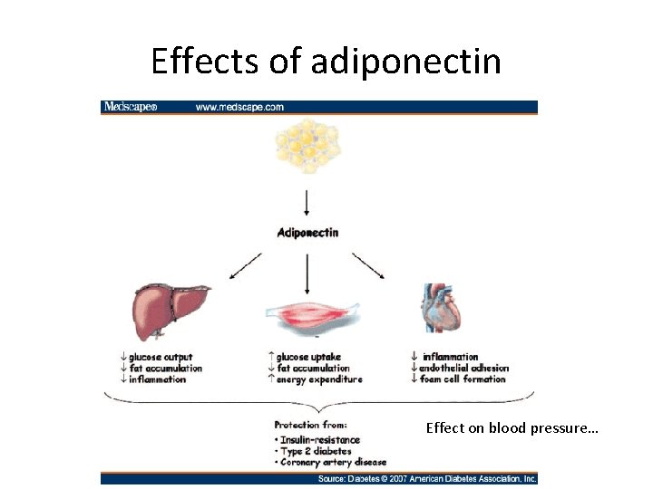 Effects of adiponectin Effect on blood pressure… 