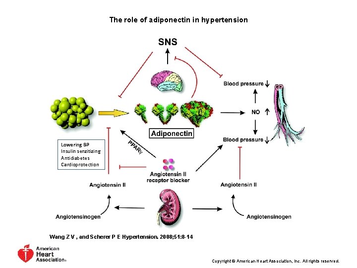 The role of adiponectin in hypertension Lowering BP Insulin senzitizing Antidiabetes Cardioprotection Wang Z