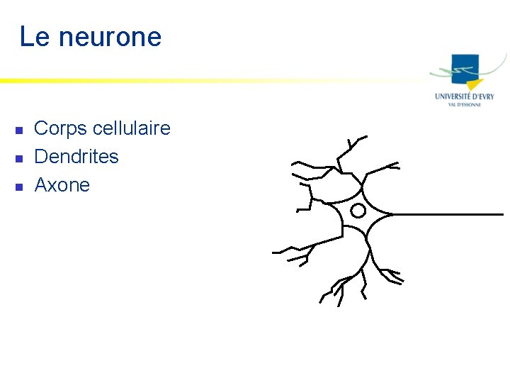 Le neurone n n n Corps cellulaire Dendrites Axone 
