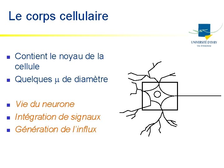 Le corps cellulaire n n n Contient le noyau de la cellule Quelques m