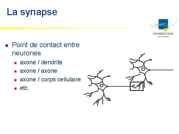 La synapse n Point de contact entre neurones n n axone / dendrite axone