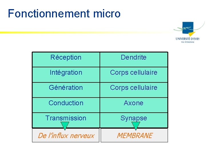 Fonctionnement micro Réception Dendrite Intégration Corps cellulaire Génération Corps cellulaire Conduction Axone Transmission Synapse