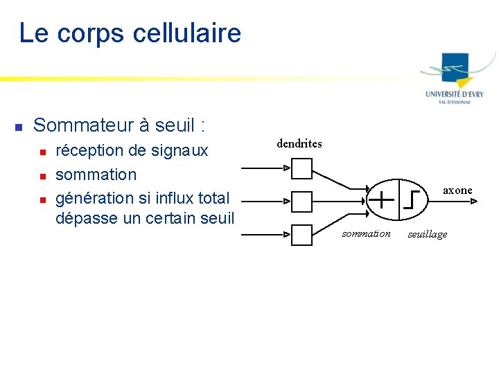 Le corps cellulaire n Sommateur à seuil : n n n réception de signaux