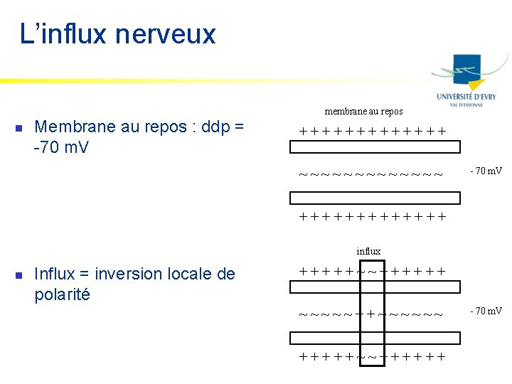 L’influx nerveux n Membrane au repos : ddp = -70 m. V membrane au