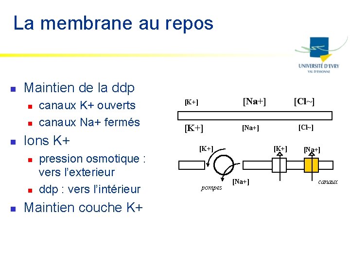 La membrane au repos n Maintien de la ddp n n n Ions K+