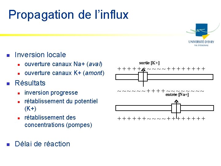 Propagation de l’influx n Inversion locale n n n sortie [K+] ++++++~~~~++++ Résultats n