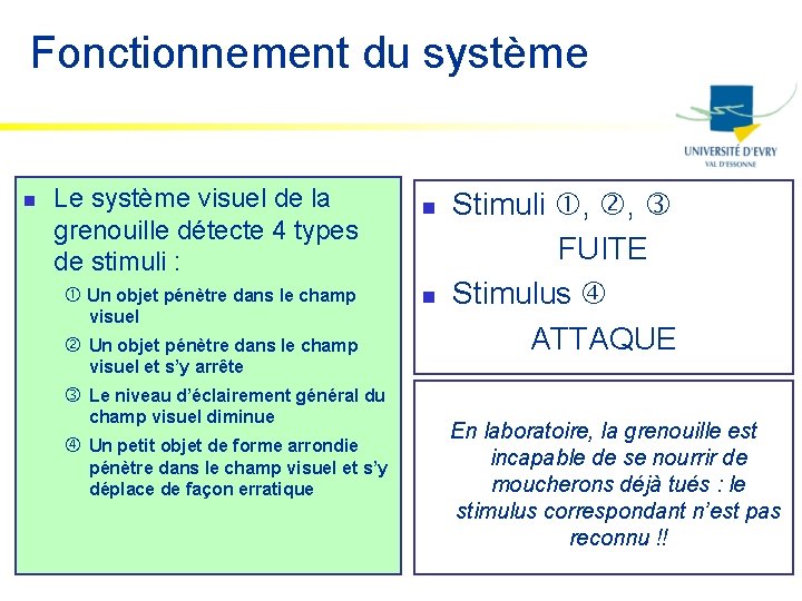 Fonctionnement du système n Le système visuel de la grenouille détecte 4 types de