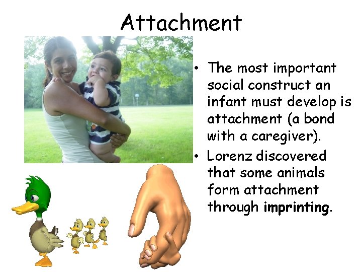 Attachment • The most important social construct an infant must develop is attachment (a
