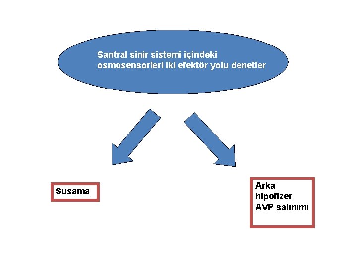 Santral sinir sistemi içindeki osmosensorleri iki efektör yolu denetler Susama Arka hipofizer AVP salınımı