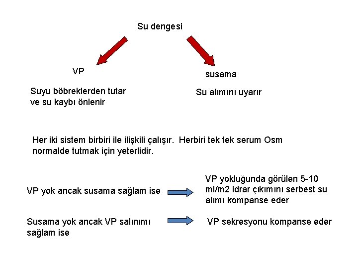 Su dengesi VP Suyu böbreklerden tutar ve su kaybı önlenir susama Su alımını uyarır