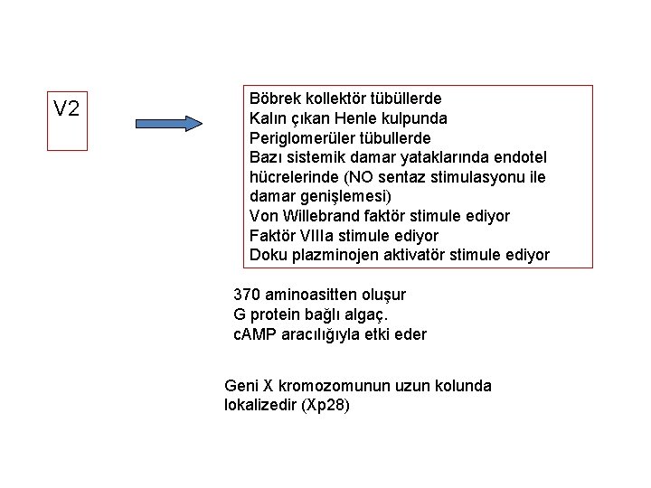 V 2 Böbrek kollektör tübüllerde Kalın çıkan Henle kulpunda Periglomerüler tübullerde Bazı sistemik damar