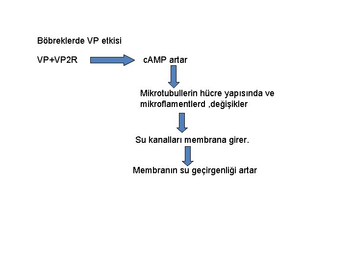 Böbreklerde VP etkisi VP+VP 2 R c. AMP artar Mikrotubullerin hücre yapısında ve mikroflamentlerd