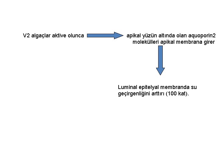 V 2 algaçlar aktive olunca apikal yüzün altında olan aquoporin 2 molekülleri apikal membrana