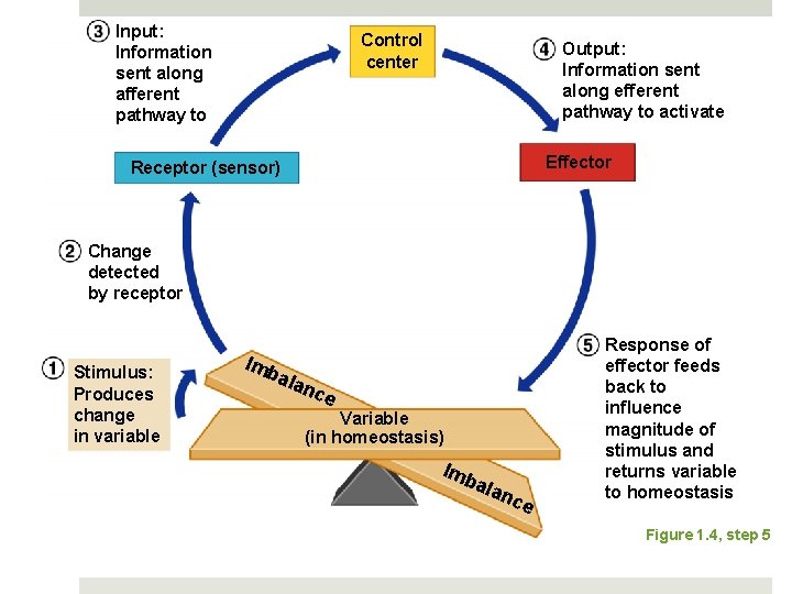 Input: Information sent along afferent pathway to Control center Output: Information sent along efferent