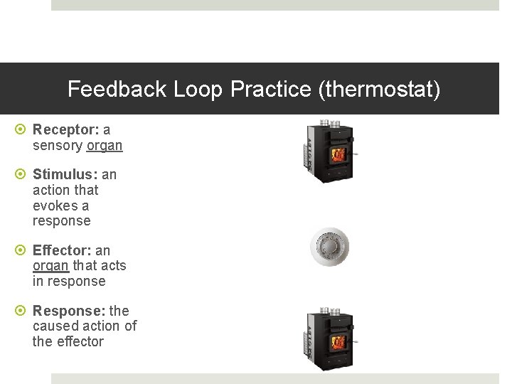 Feedback Loop Practice (thermostat) Receptor: a sensory organ Stimulus: an action that evokes a