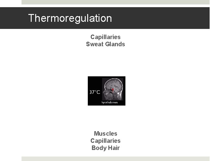 Thermoregulation Capillaries Sweat Glands Muscles Capillaries Body Hair 