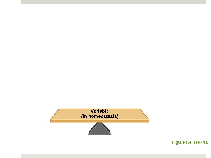 Variable (in homeostasis) Figure 1. 4, step 1 a 
