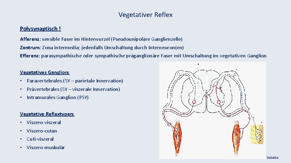 Vegetativer Reflex Polysynaptisch ! Afferenz: sensible Faser im Hinterwurzel (Pseudounipoläre Ganglienzelle) Zentrum: Zona intermedia;