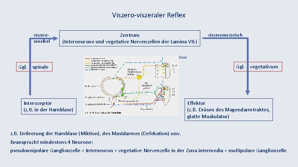 Viszero-viszeraler Reflex viszerosensibel Zentrum (Interneurone und vegetative Nervenzellen der Lamina VII. ) viszeromotorisch Duus