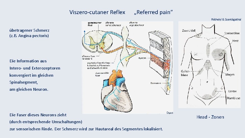 Viszero-cutaner Reflex „Referred pain” Réthelyi & Szentágothai übetragener Schmerz (z. B. Angina pectoris) Die