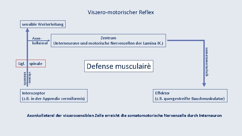 Viszero-motorischer Reflex sensible Weiterleitung Axonkollateral Zentrum (Interneurone und motorische Nervenzellen der Lamina IX. )