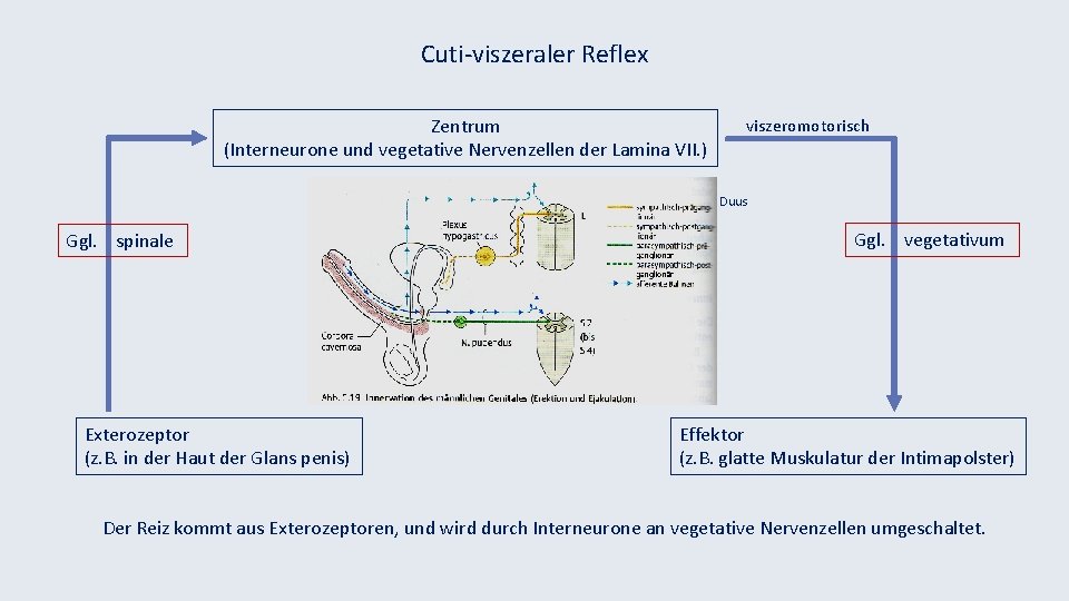 Cuti-viszeraler Reflex Zentrum (Interneurone und vegetative Nervenzellen der Lamina VII. ) viszeromotorisch Duus Ggl.